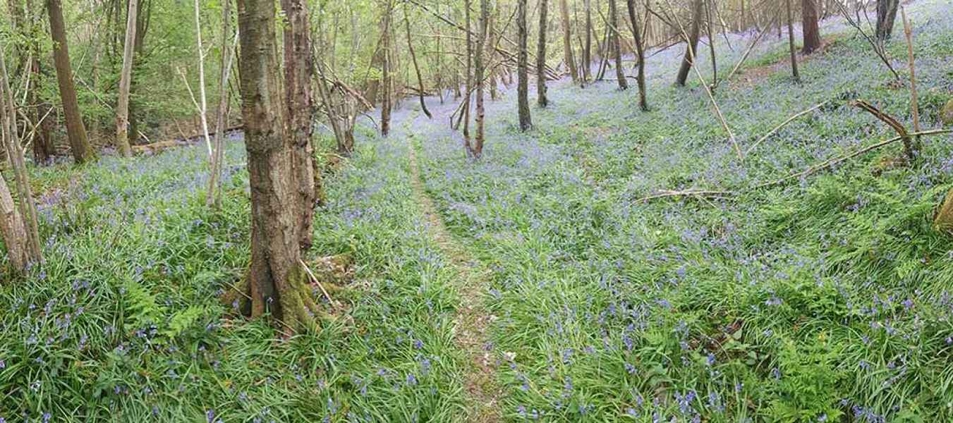 Bluebells at Colin Godmans Farm