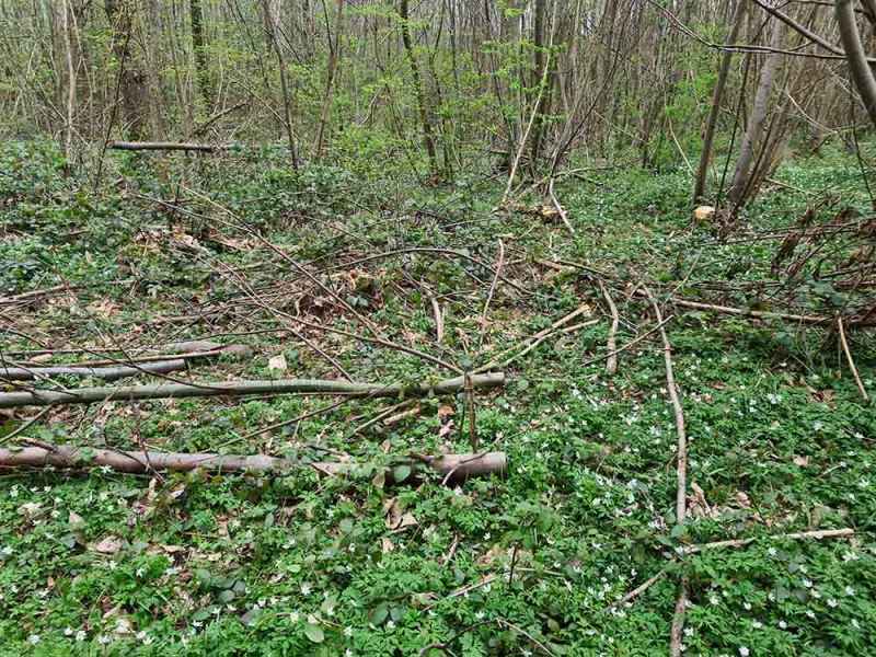 Small diameter sweet chestnut