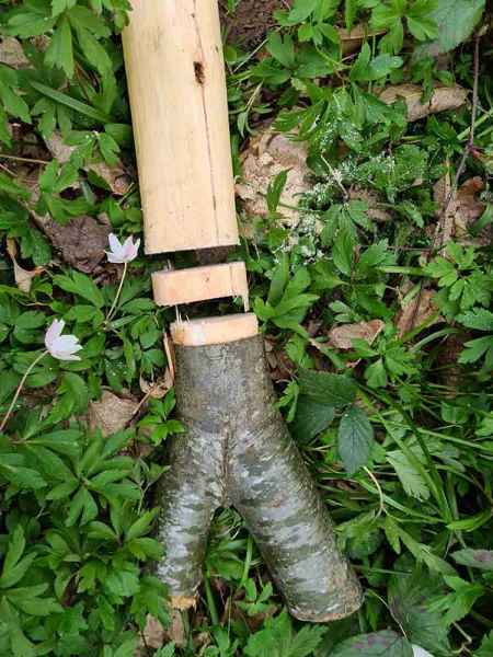 Disc cut to plug container