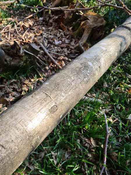 Windblown medium diameter sweet chestnut