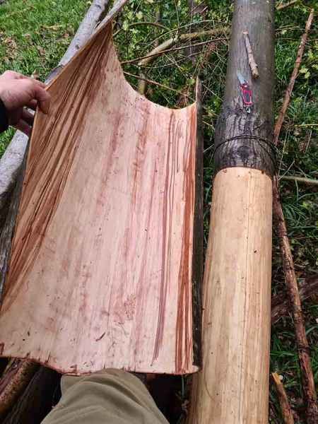 Large sheet of sweet chestnut bark removed