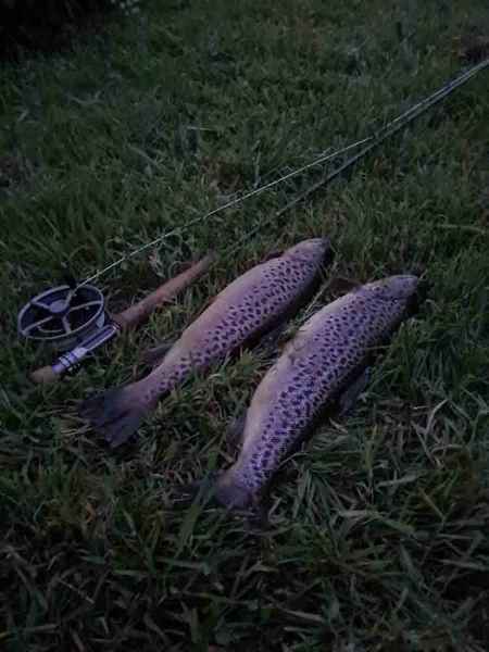 A Brace of Brown Trout