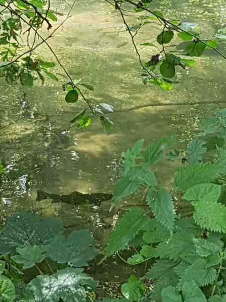 A trout in the margin