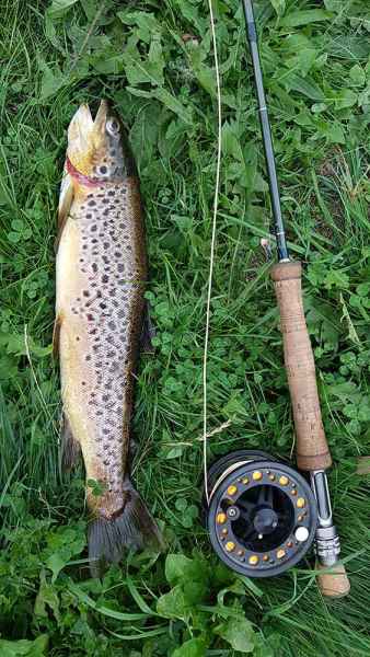 Brown Trout