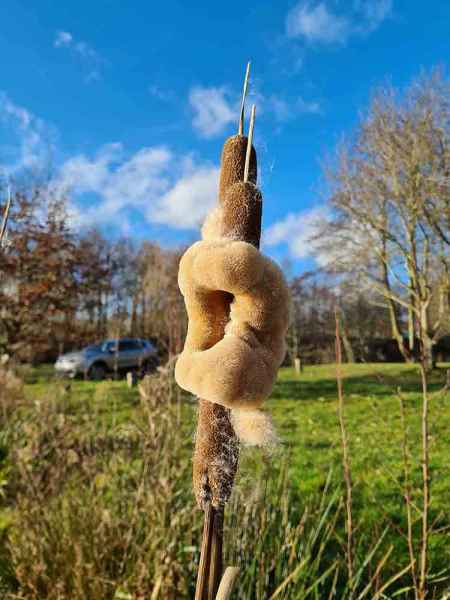 Greater Reedmace seed head