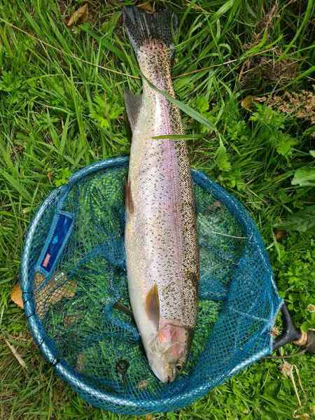 Foraged net - Rainbow Trout