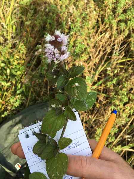 Water Mint Identification