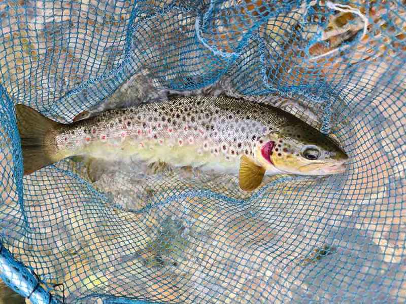 Foraged net - Wild Brown Trout