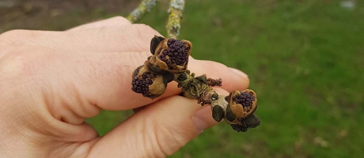 bushcraft-foraging-tree-winter-identification