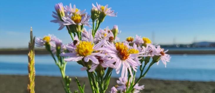 /events/forage-london/sea-aster