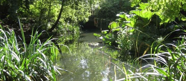 LONDON: Wild Food Walk - SE15 – Spring