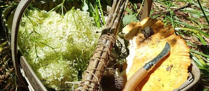 /events/summer-foraging