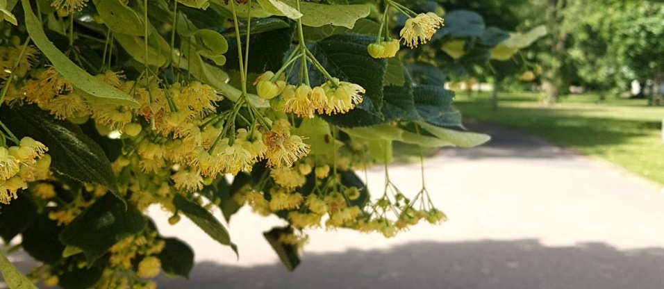 victoria-park-summer-lime-blossom