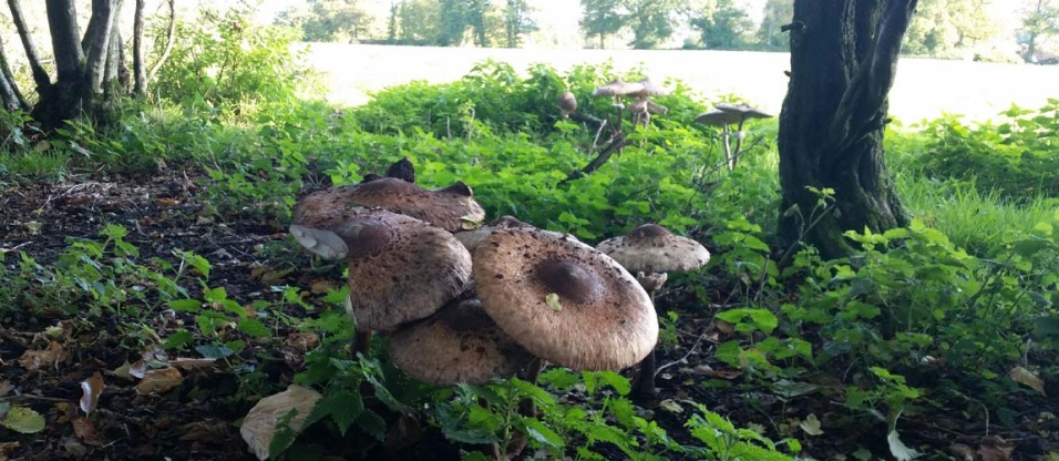 wild-food-autumn-kt8