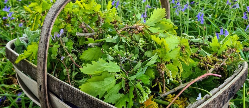 wild-food-walk-spring-e1