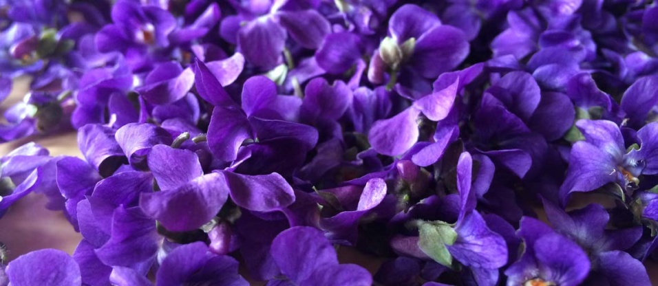 wild-food-walk-spring-e3